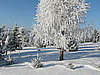 Wypoczynek na Suwalszczyźnie - nasz "las" w śnieżnej szacie
